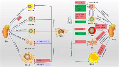 Immunomodulatory Activity of Mesenchymal Stem Cells in Lupus Nephritis: Advances and Applications